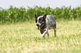 BOUVIER AUSTRALIEN 151